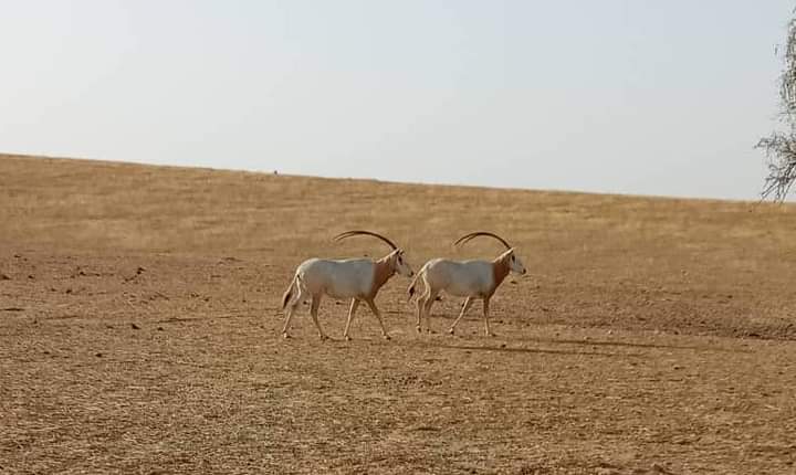 La réintroduction des oryx et addax au Tchad : un rêve devenu réalité