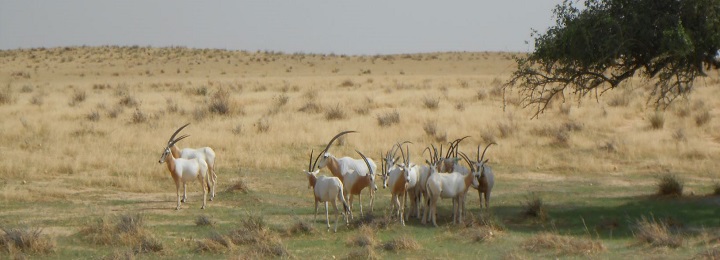 La conservation au delà du Programme APEF