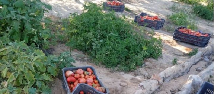 Horticulture sur les bords des lacs d’Ounianga