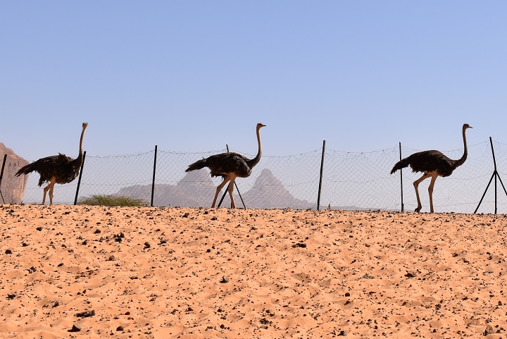 Démarrage de la reproduction parmi les autruches d’Aloba